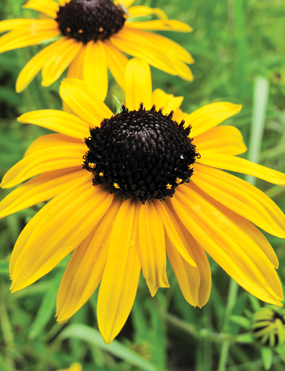 Rudbeckia Deamii