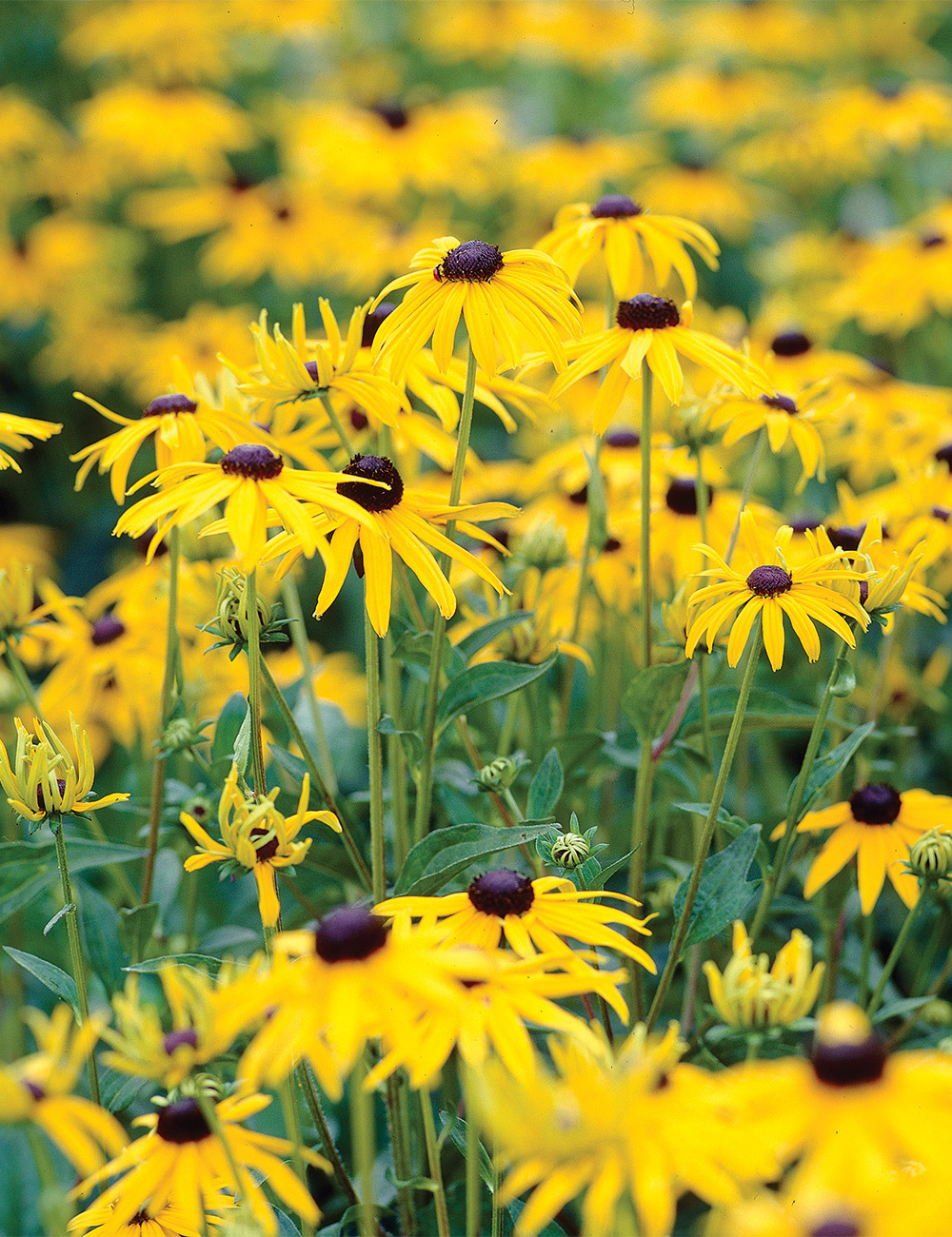 Rudbeckia 'Goldsturm'