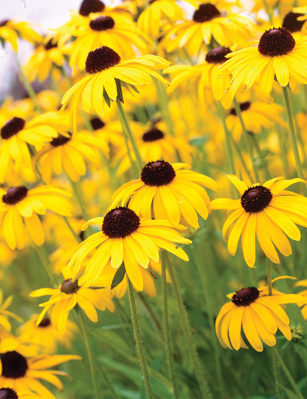 Rudbeckia Speciosa