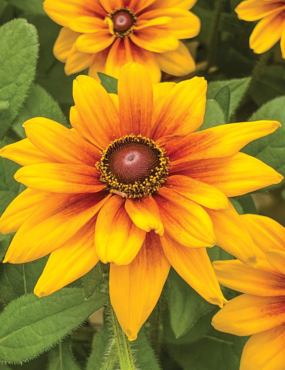 Rudbeckia Sunbeckia 'Carla'