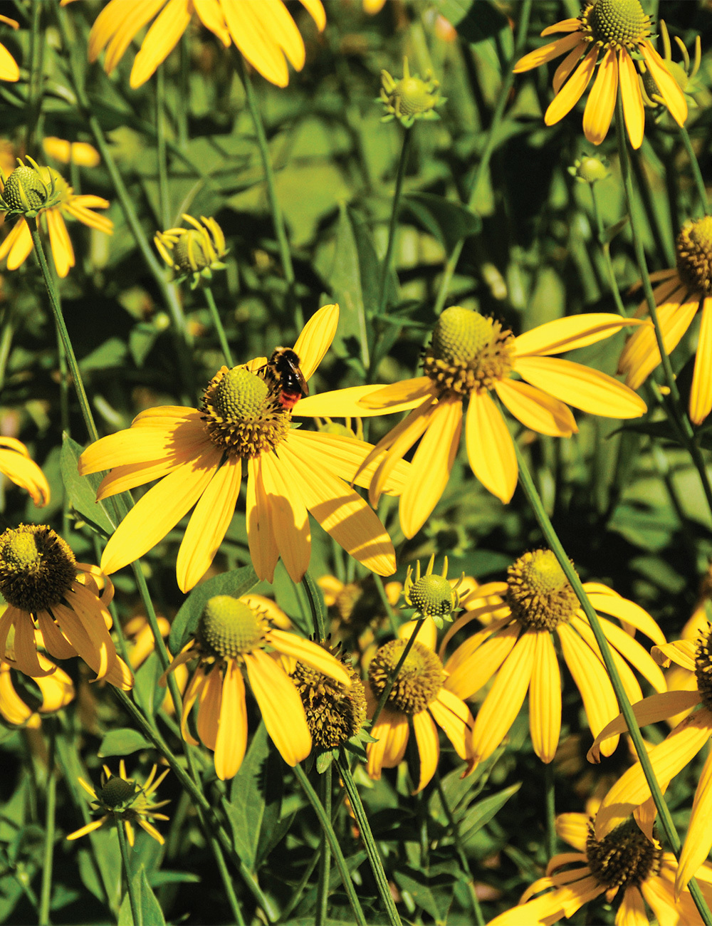 Rudbeckia Green Headed Coneflower