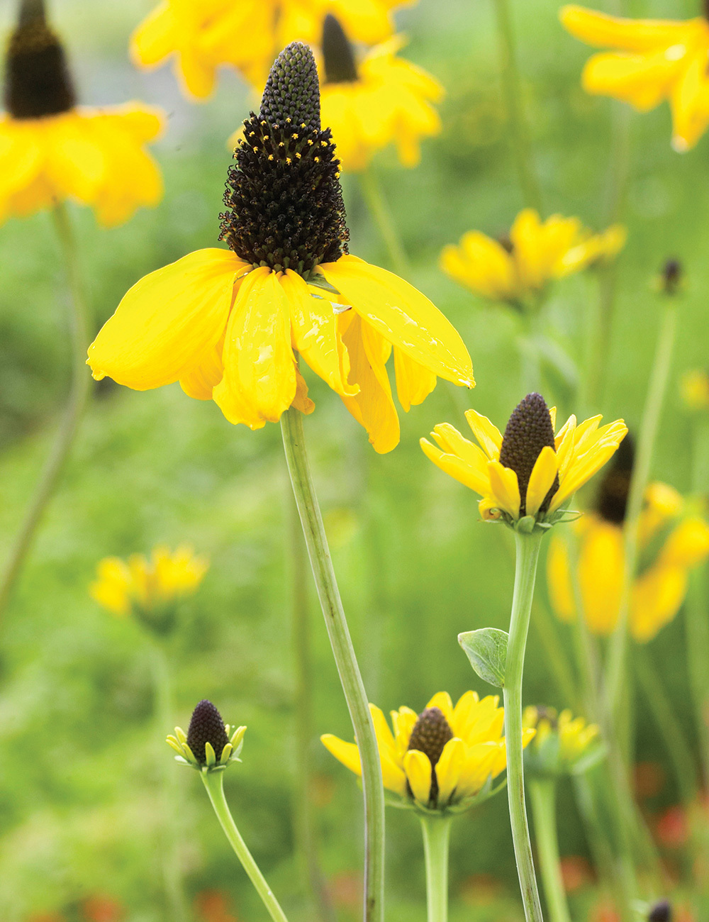 Rudbeckia Giant Coneflower