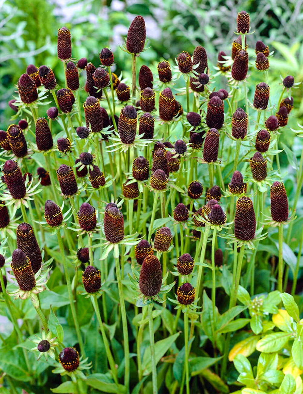 Rudbeckia 'Green Wizard'