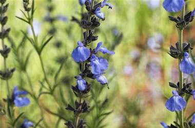 Blue Pitcher Sage