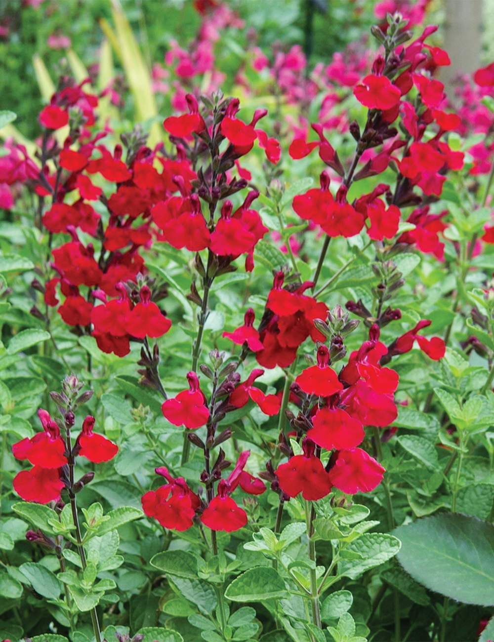 Salvia 'Heatwave Blaze'