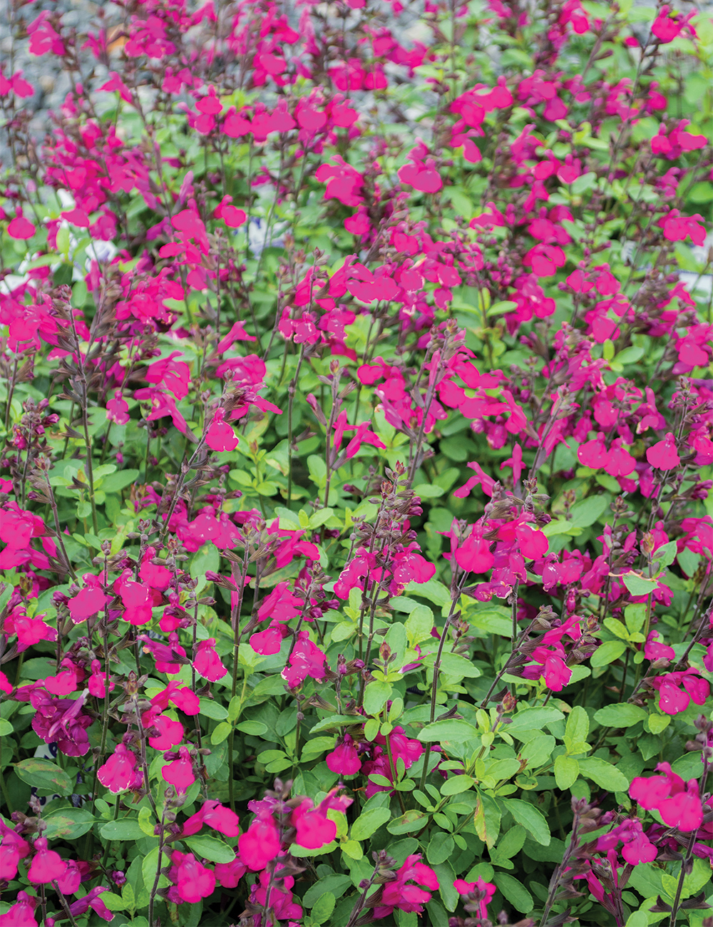 Salvia Heatwave 'Brilliance'