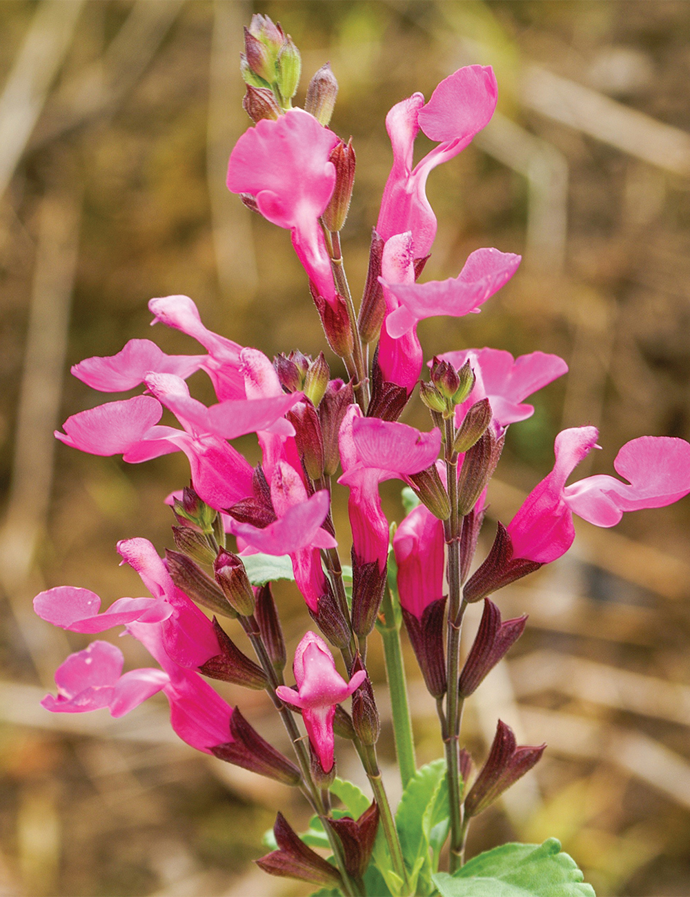 Salvia 'Heatwave Sizzle'