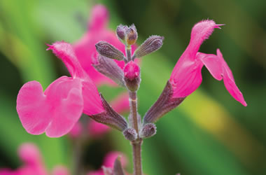 (35B) Salvia 'Pink Blush'