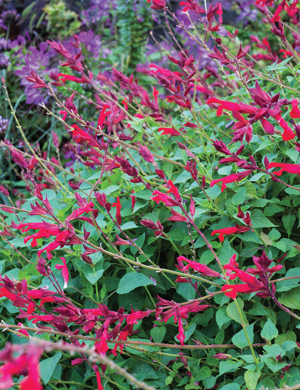 Salvia 'Roman Red'