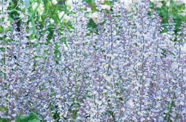 Clary Sage Clary Sage