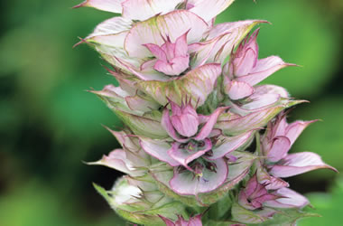 Achibald's Clary Sage