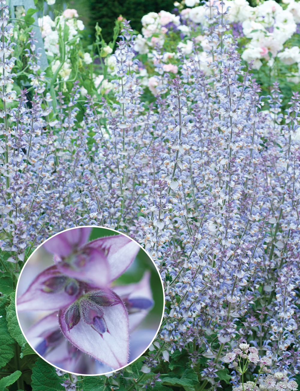 Clary Sage Turkestanica