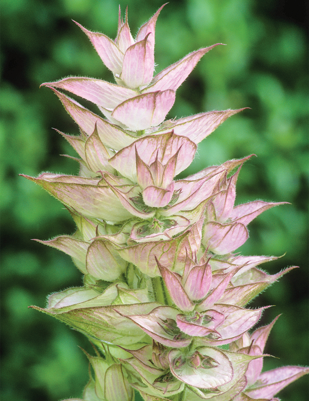 Salvia 'Vatican Pink'