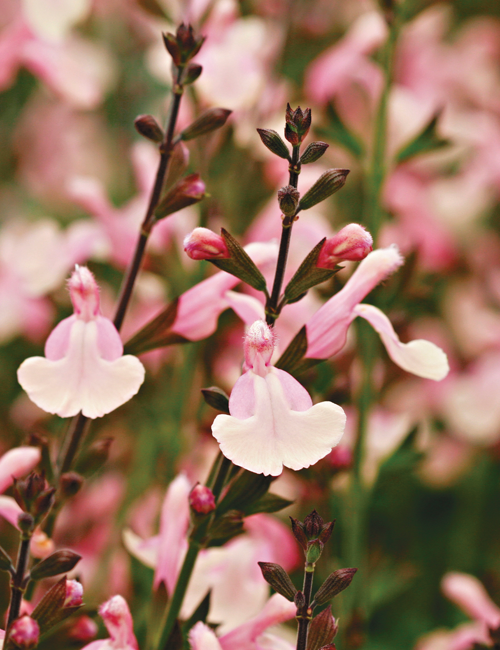 Salvia 'Lara'