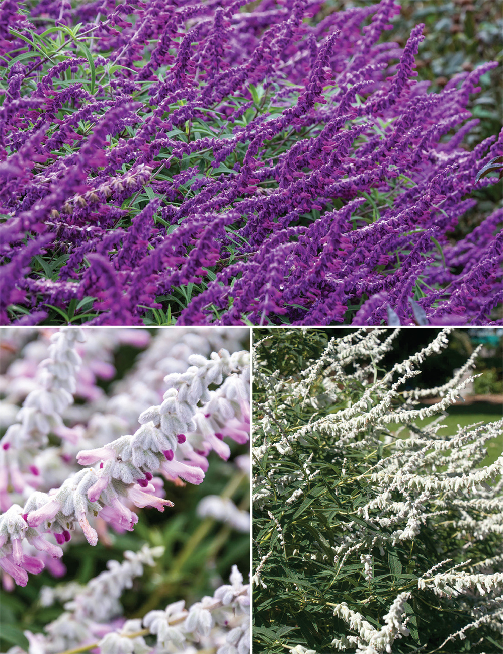 Mexican Salvias Collection