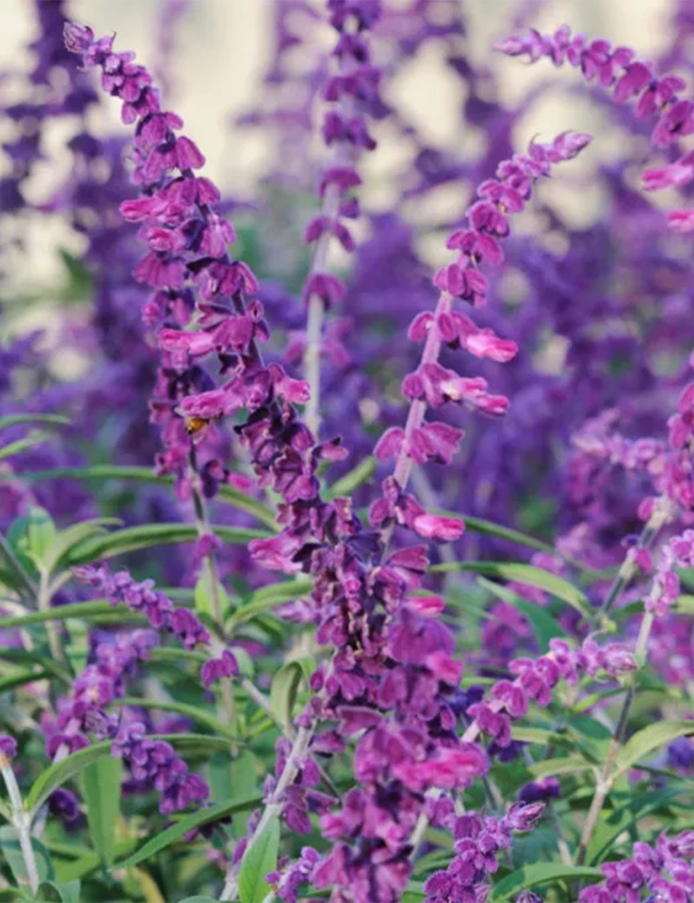 Salvia 'Harry's Red'