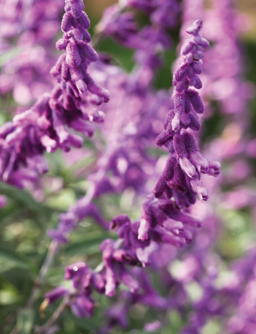 Mexican Sage Magenta