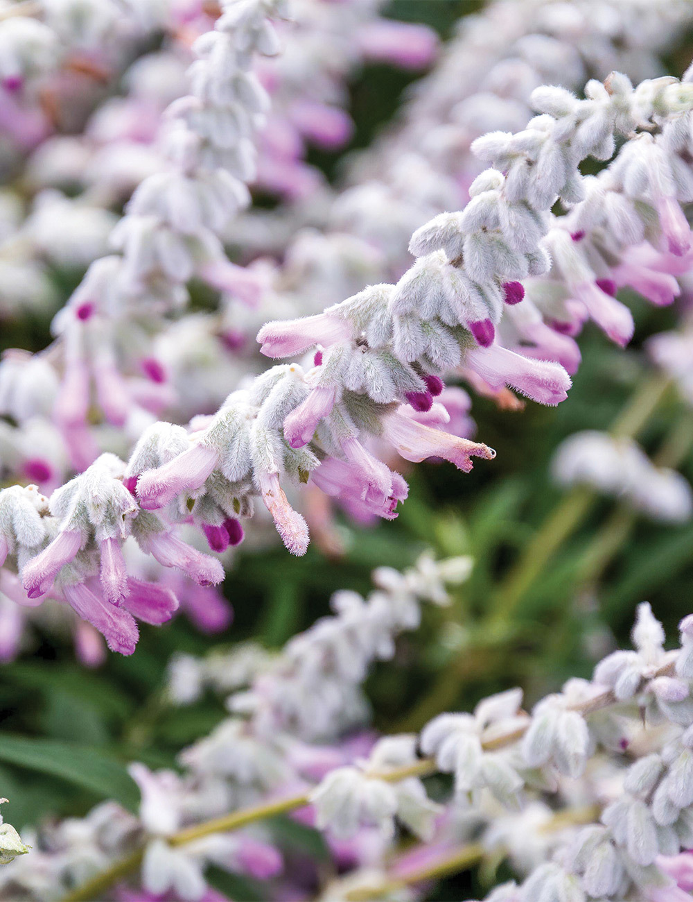 Mexican Salvia 'Velour Pink'