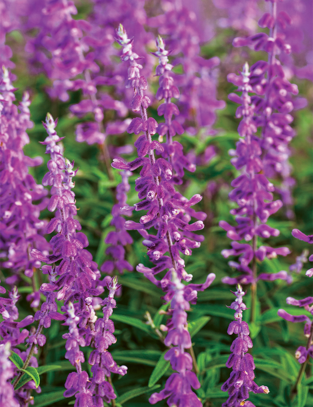 Salvia 'Velour Purple'