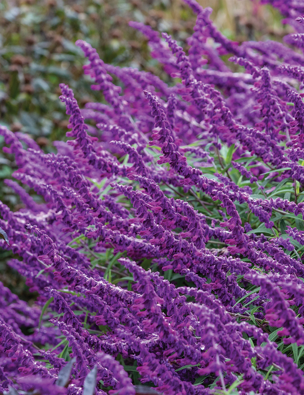 Mexican Salvia 'Velour Purple'