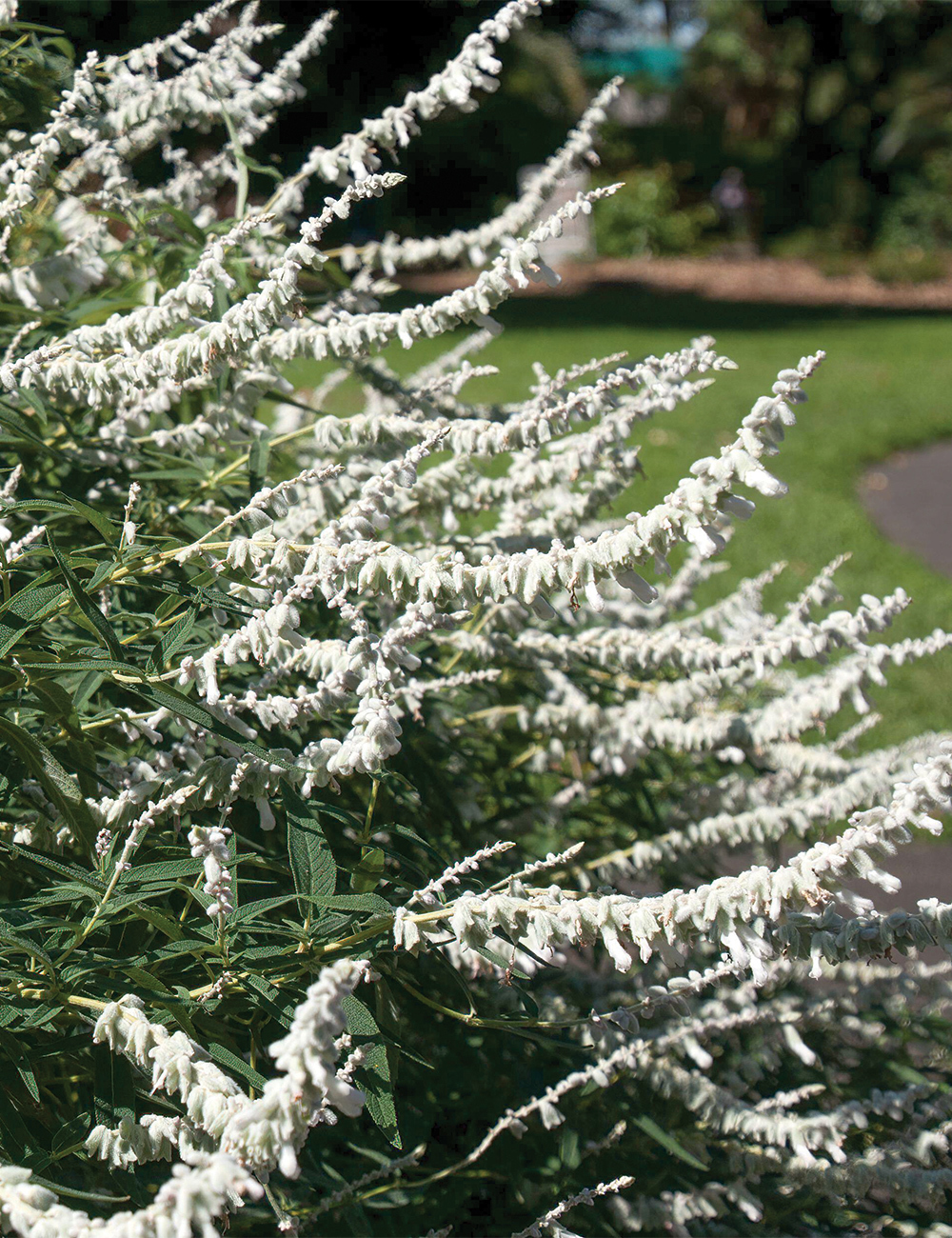 Mexican Sage White Velour
