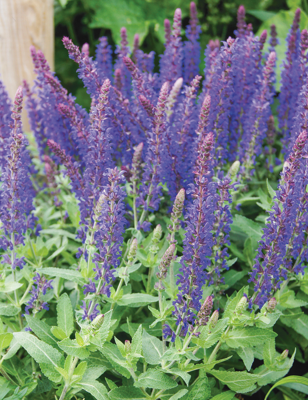 Salvia 'Blue Bouquetta'