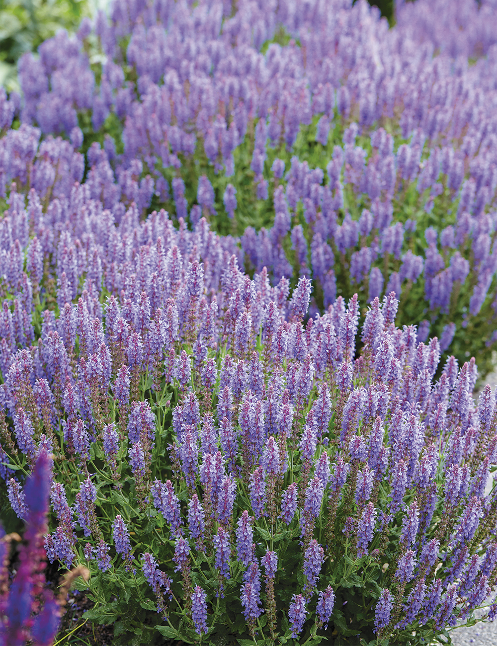 Woodland Sage 'Blue Hills'