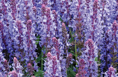 (35B) Salvia 'Blue Queen'