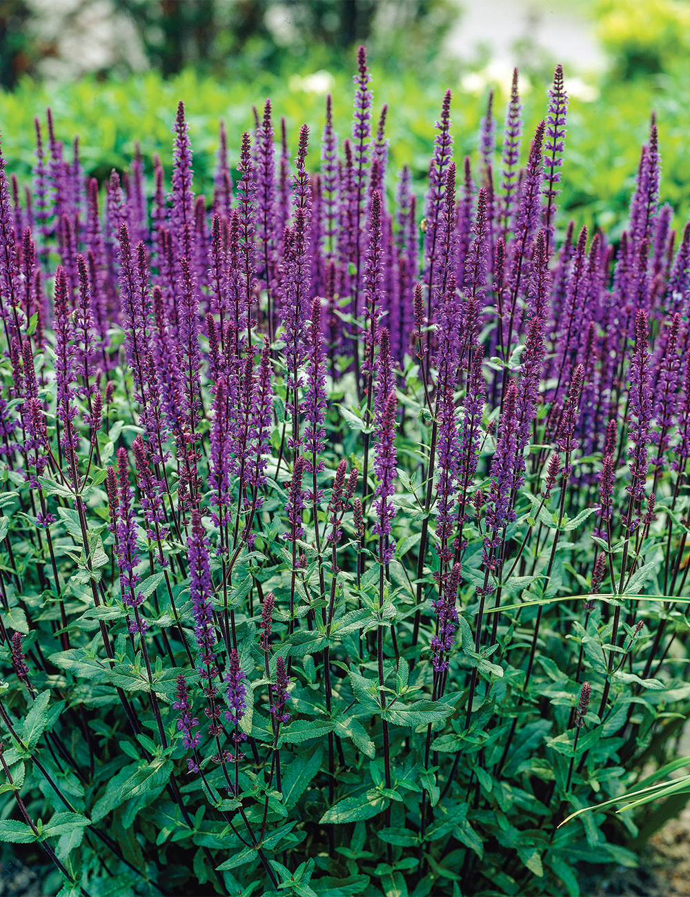 Salvia 'Caradonna'