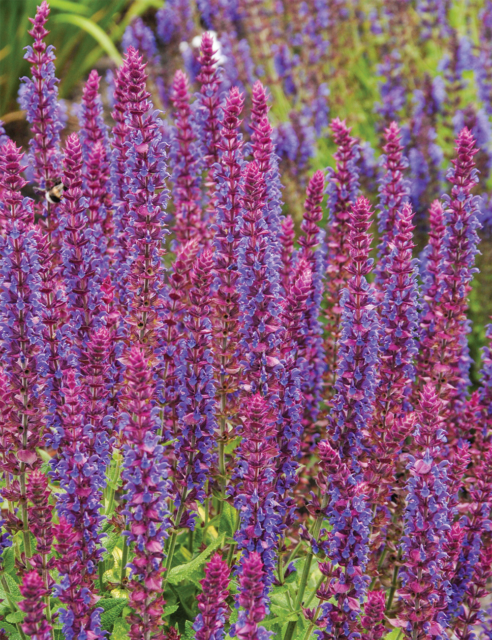 Woodland Sage 'Ostfriesland'