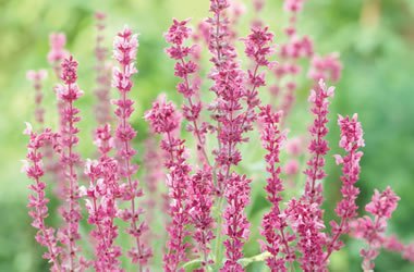 (35B) Salvia 'Rosenwein'