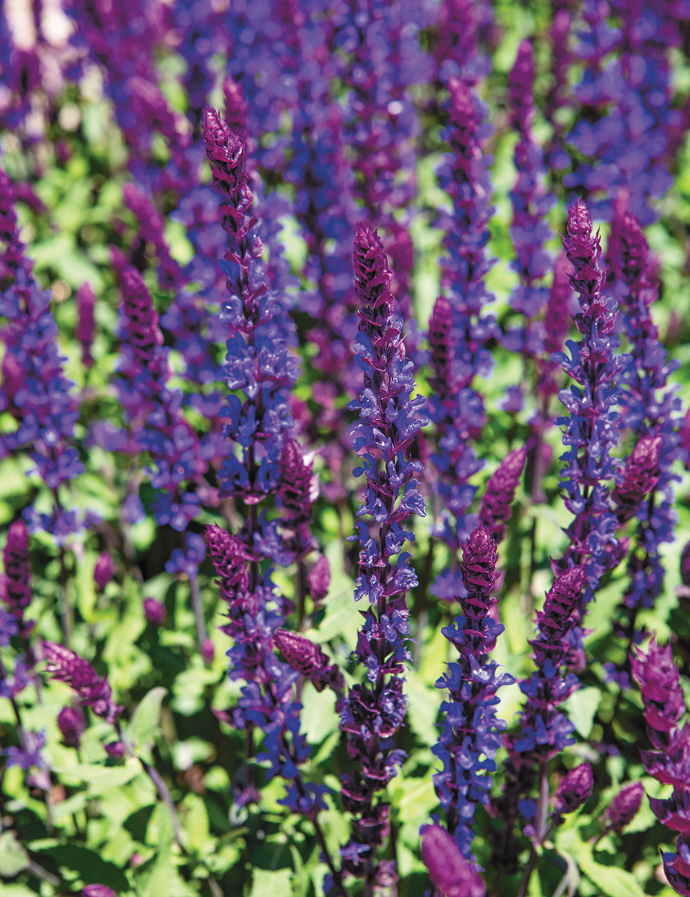 Salvia 'Salvatore Blue'