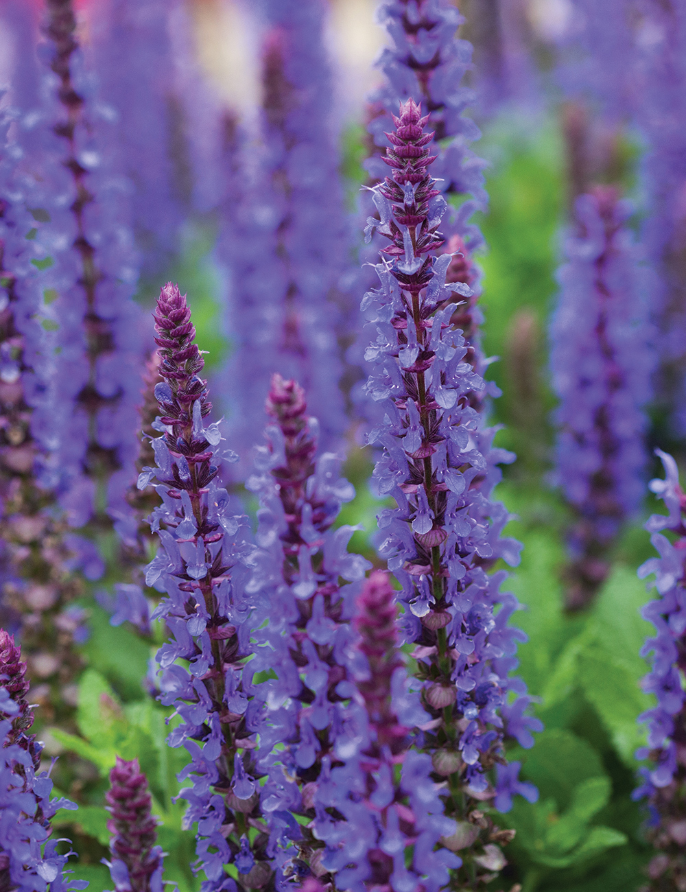 Salvia Merleau Blue