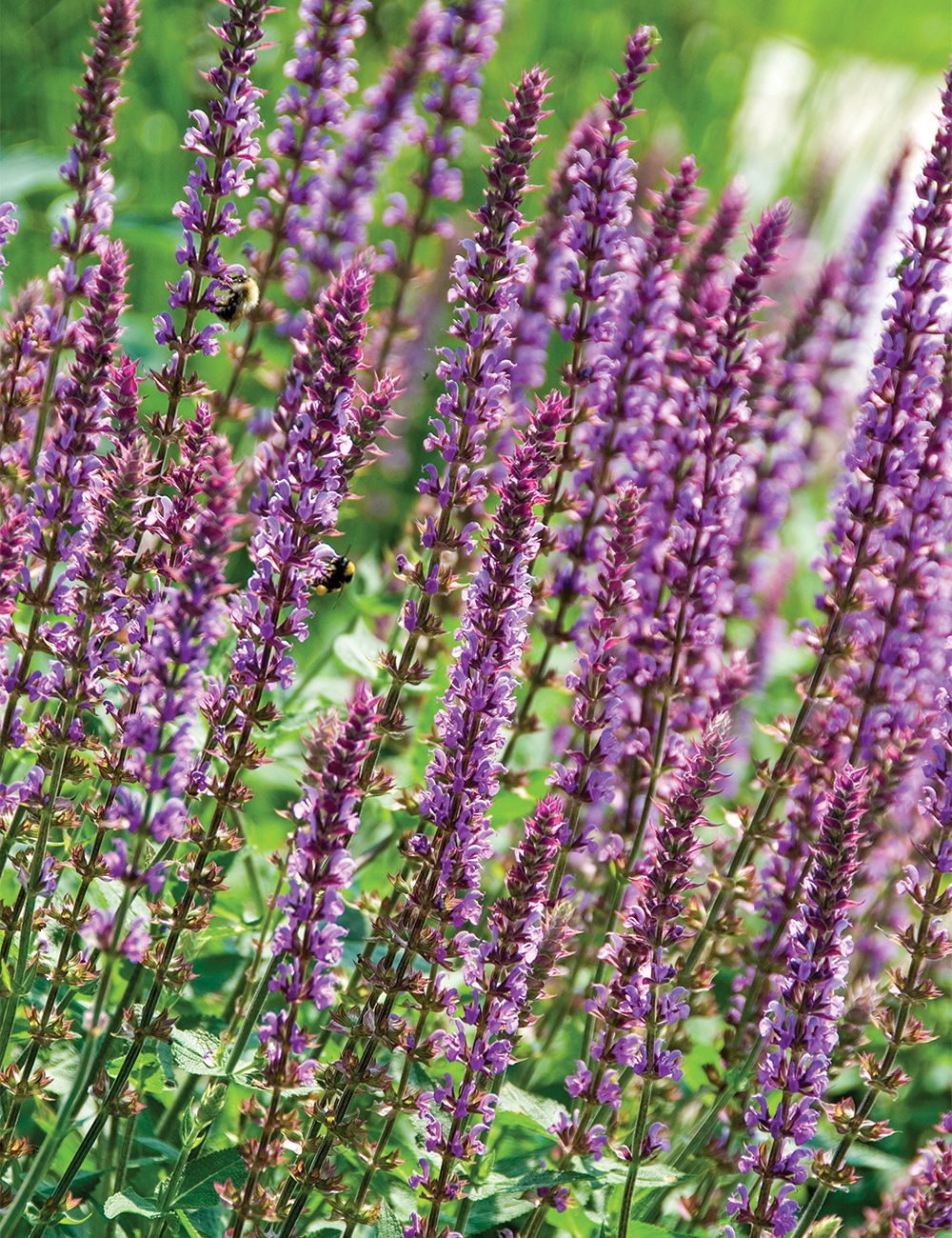 Woodland Sage 'Amethyst'