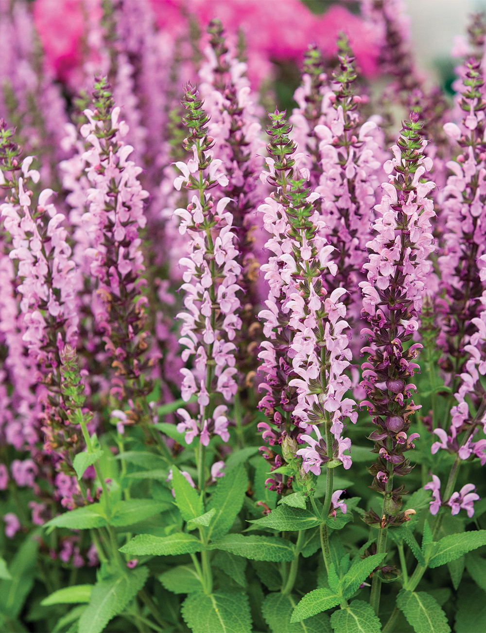 Salvia Sallyrosa Jumbo Pink