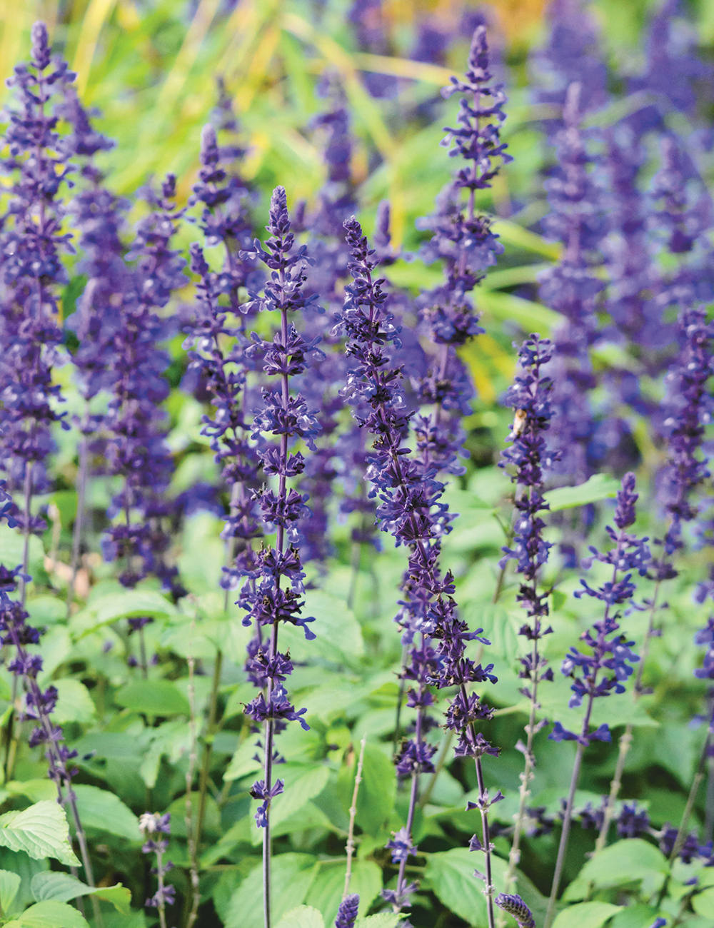 Salvia 'Mystic Spires Blue'