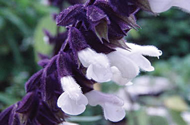 Salvia Megan's Magic