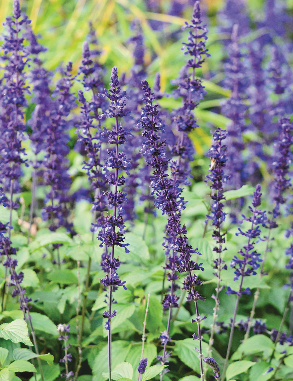 Salvia 'Mystic Spires Blue'