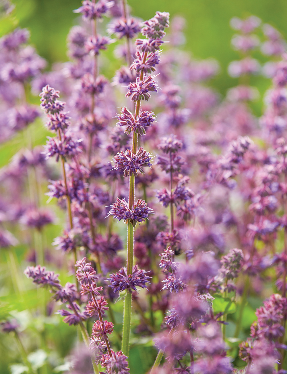 Salvia Lilac Sage