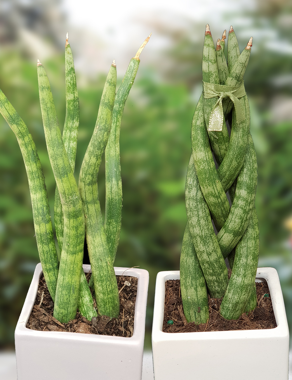 20cm Sansevieria Twisted