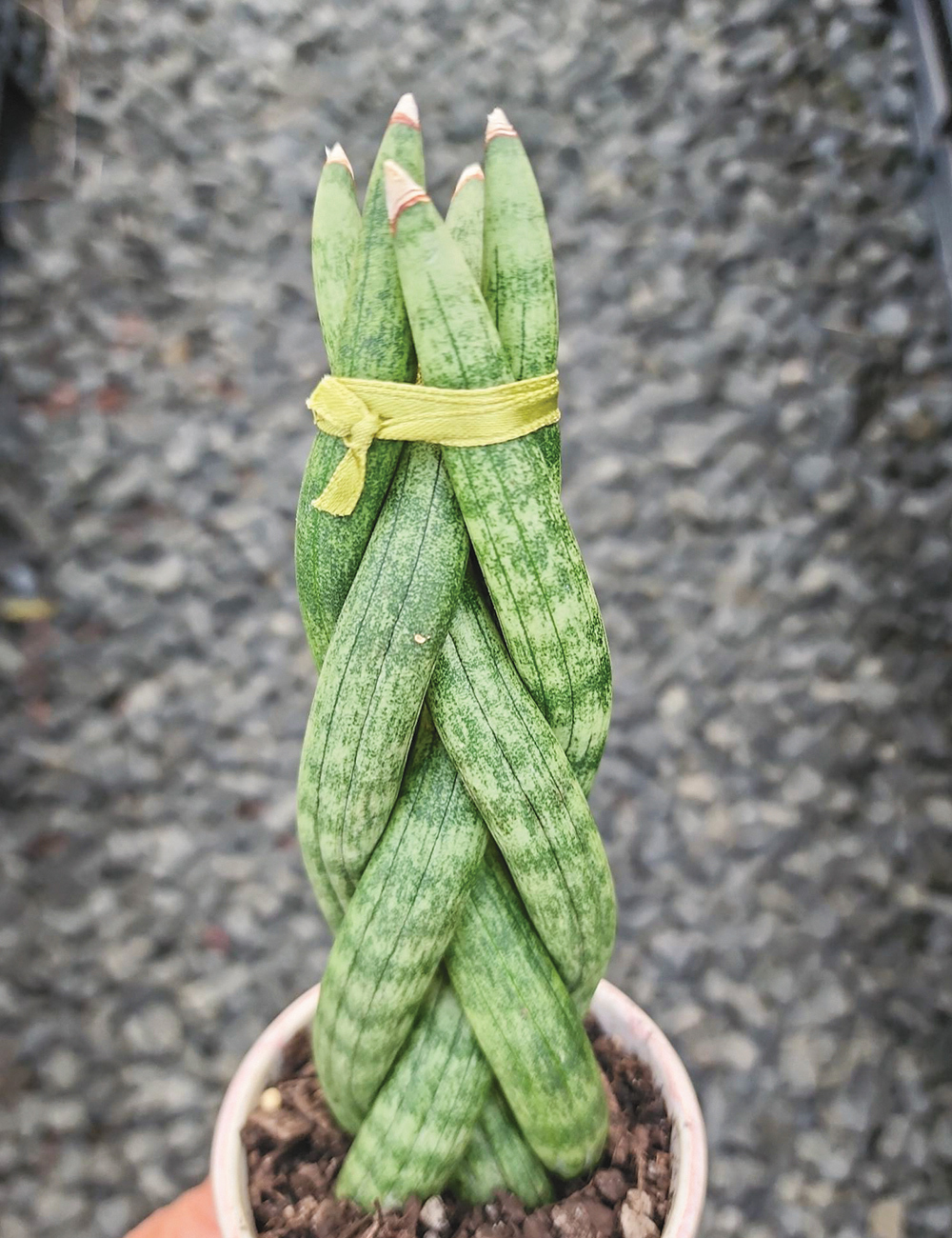 30cm Sansevieria Twisted