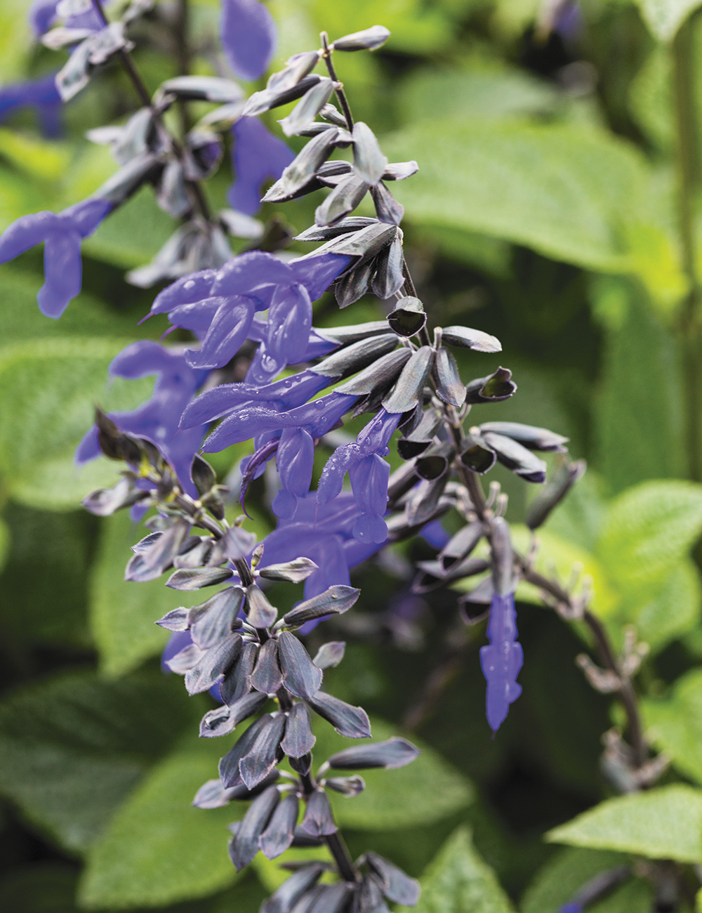 Salvia 'Black and Bloom'