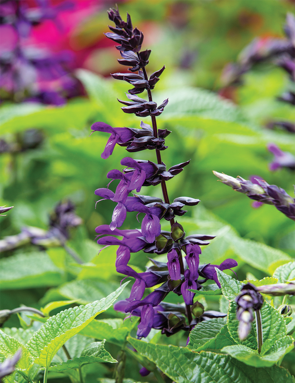 Salvia 'Purple and Bloom'