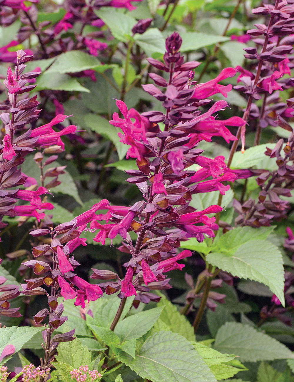 Salvia 'Plum Crazy'