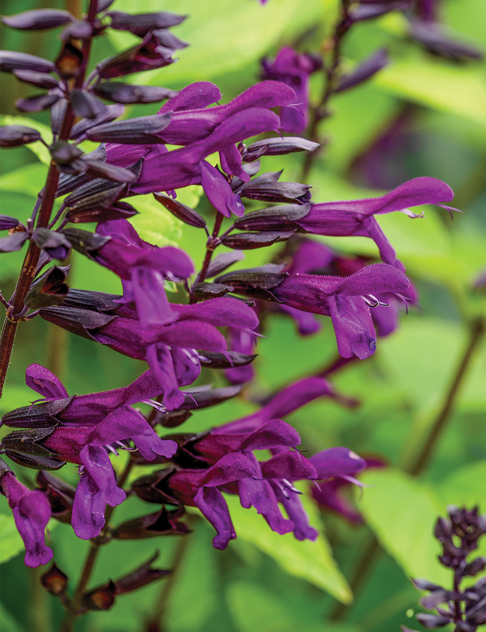Salvia Bodacious 'Smokey Jazz'