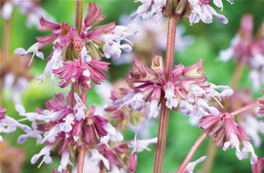 Turkish Salvia