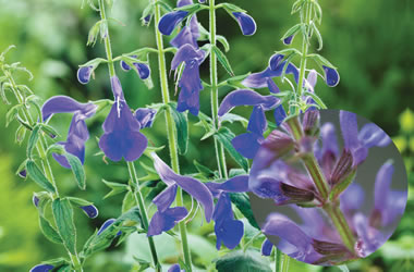 Salvia Blue Angel