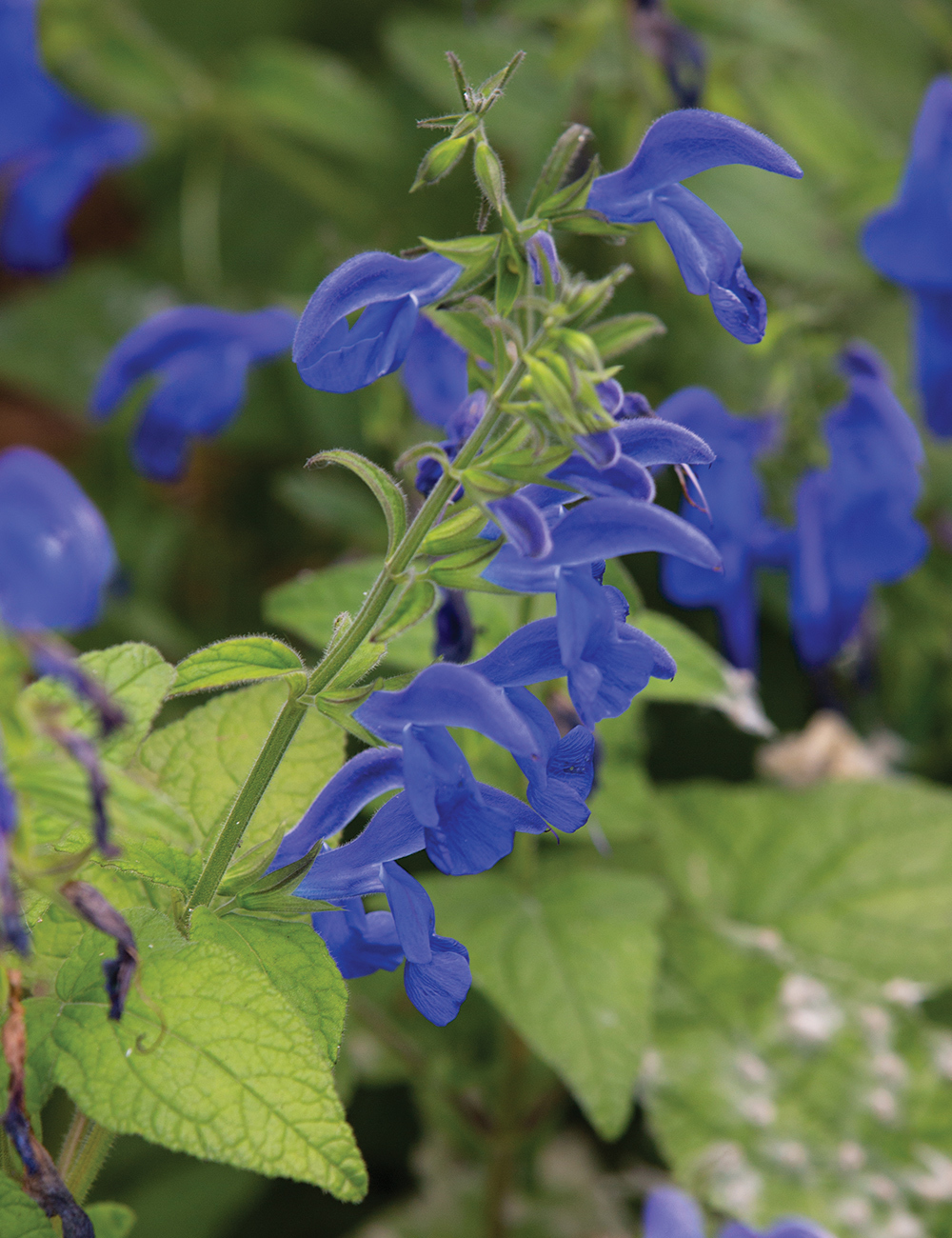 Salvia 'Oceana Blue'