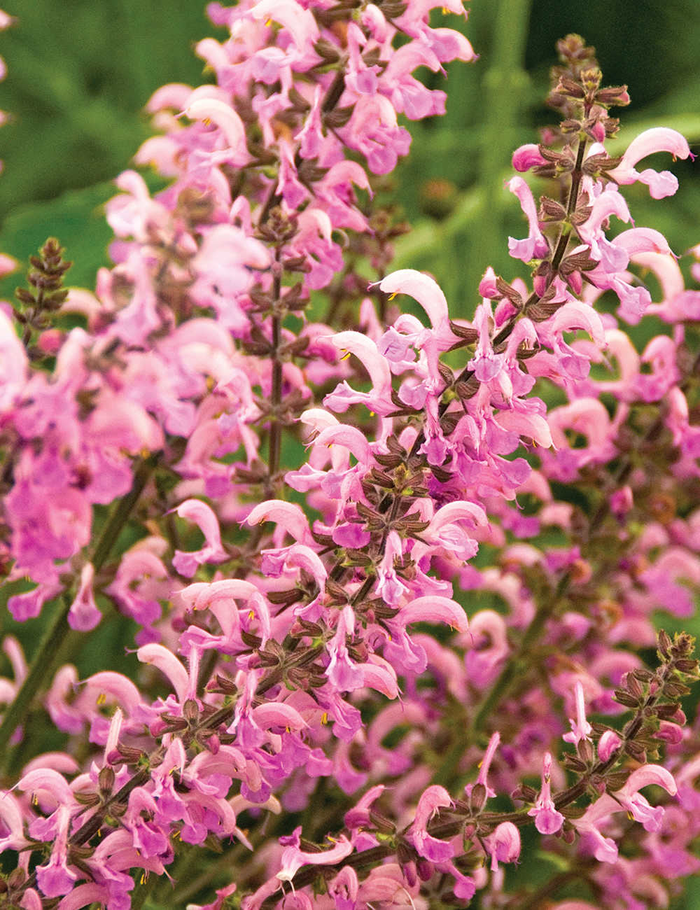 Salvia Rose Rhapsody