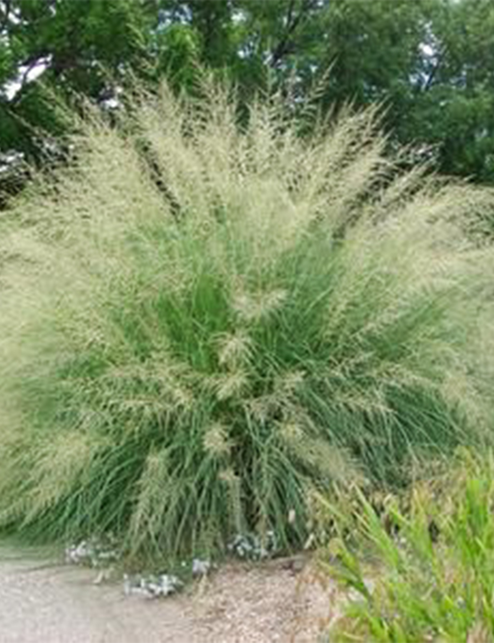 Giant Sacaton